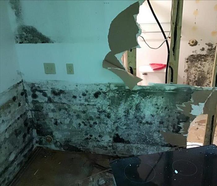 Extensive mold on walls