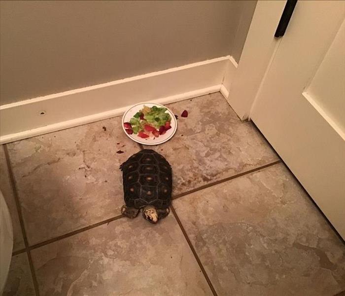 Pet turtle, Foreman, eating a salad for lunch