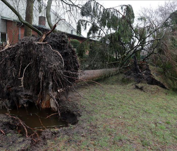 Uprooted tree from severe high winds and storm damage